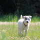 National Dog Day Sale | Chewy